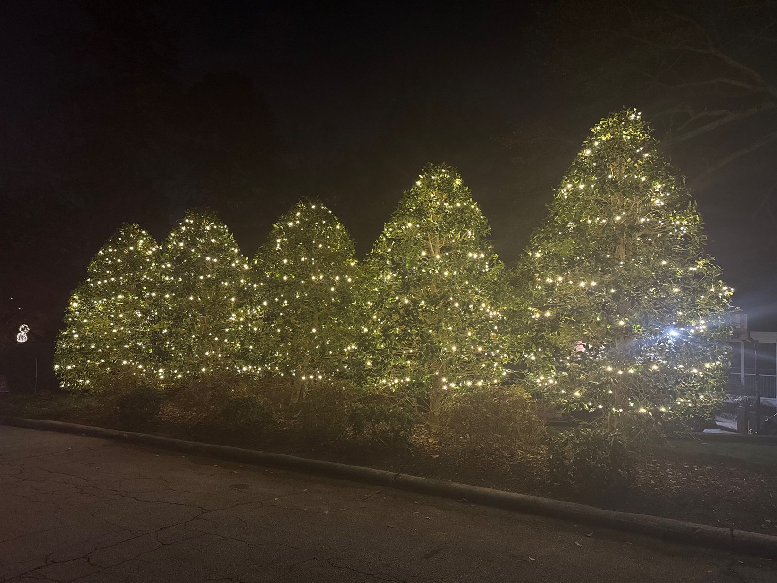 A row of tall holly trees wrapped in warm white Christmas lights along a residential street