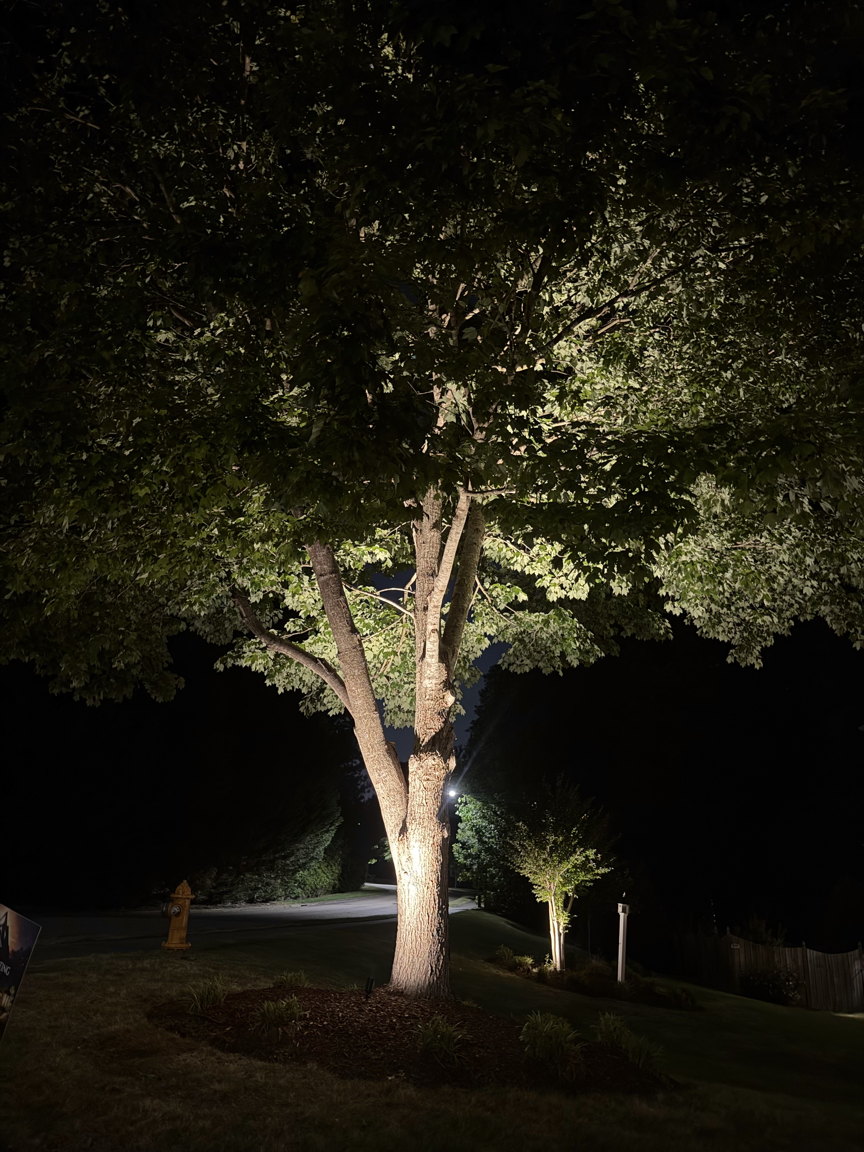 Oak tree uplighting, Cary estate