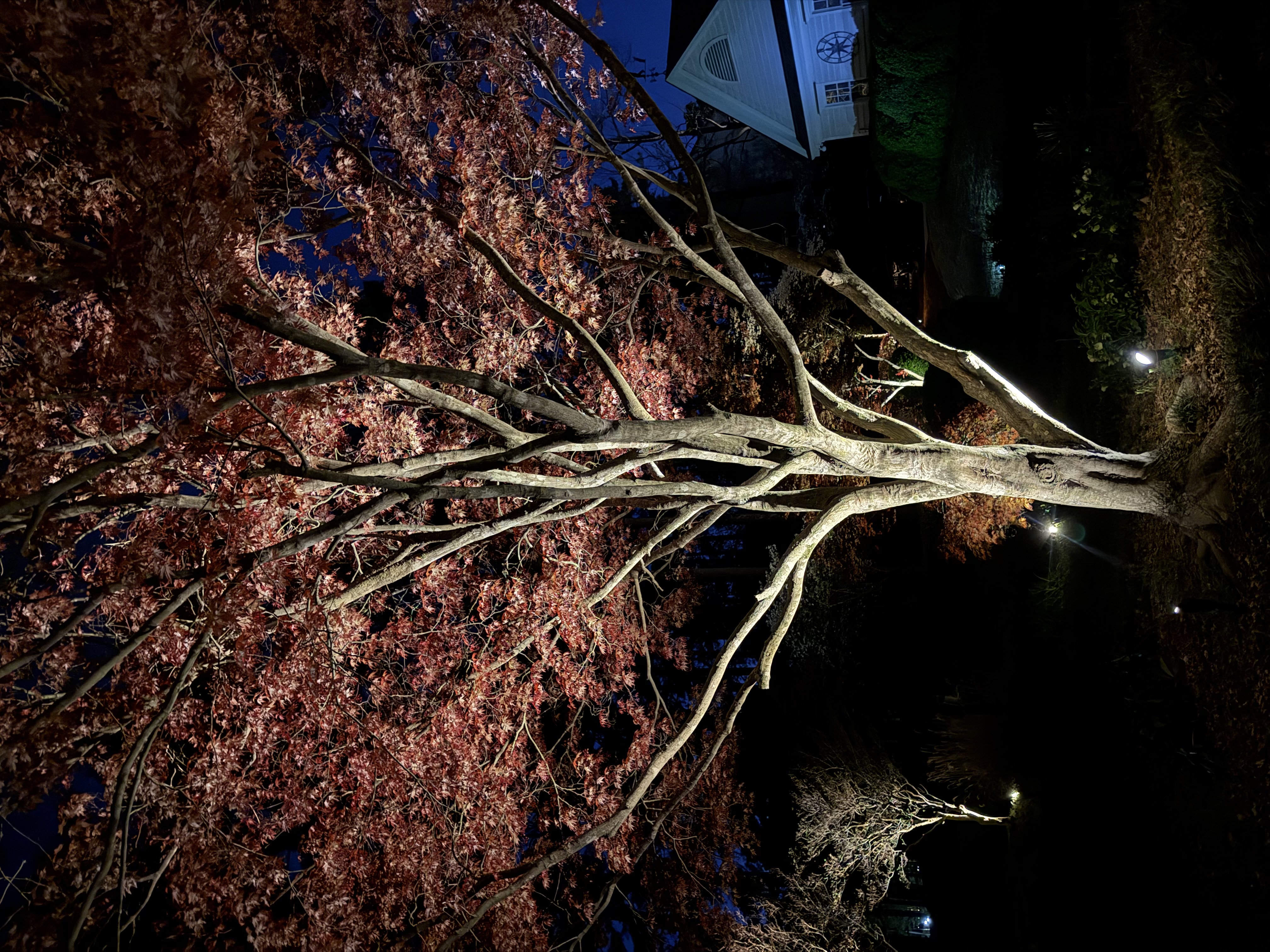Weeping cherry tree accent lighting, Raleigh NC