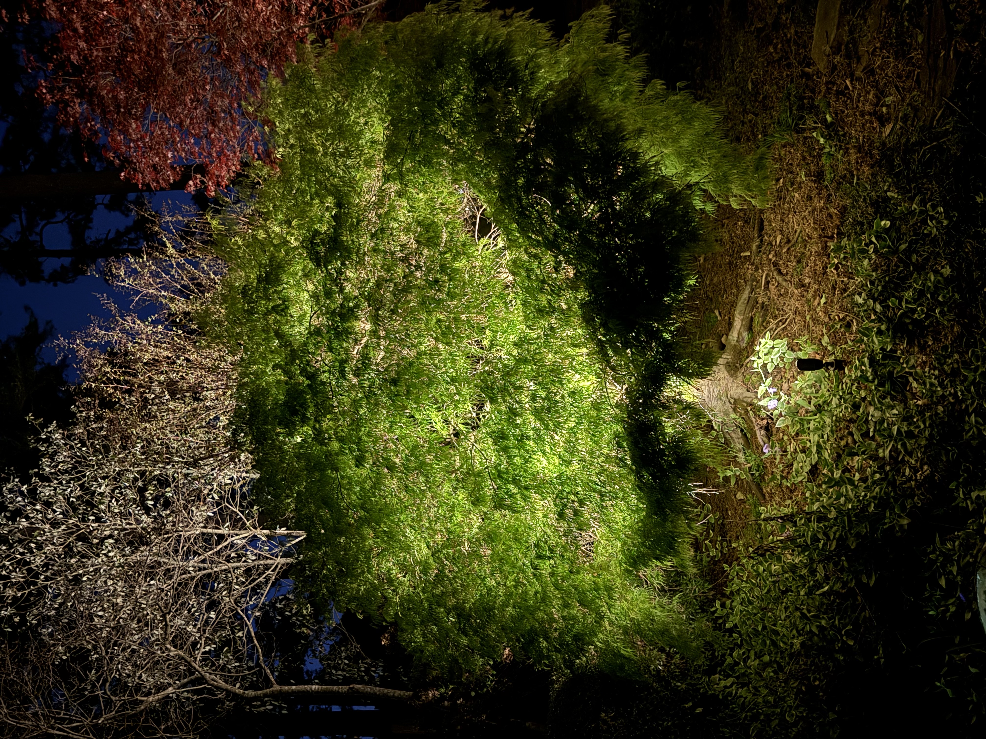 Garden shrub uplighting, Cary NC outdoor lighting