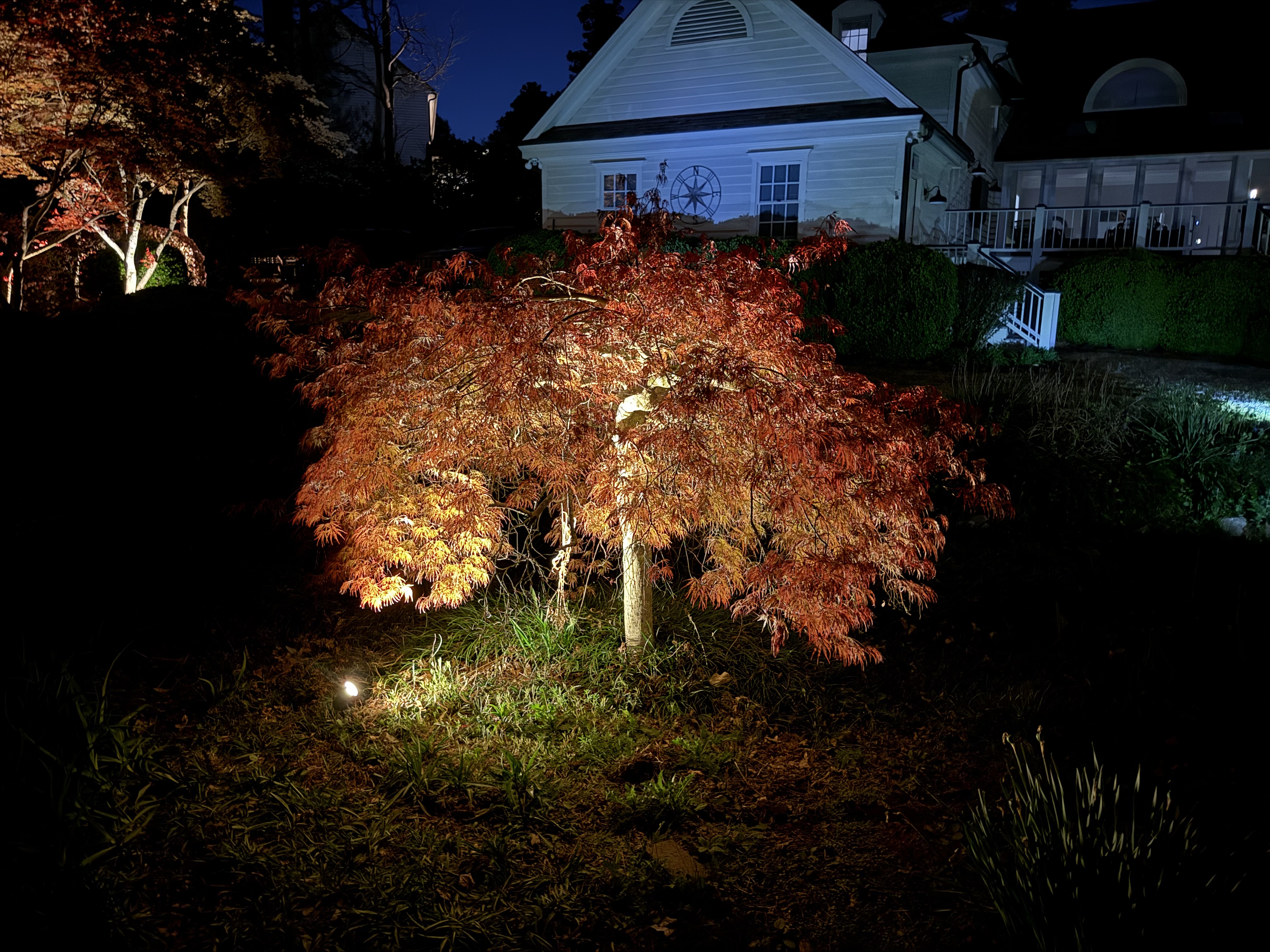 Japanese maple tree uplighting, West Raleigh