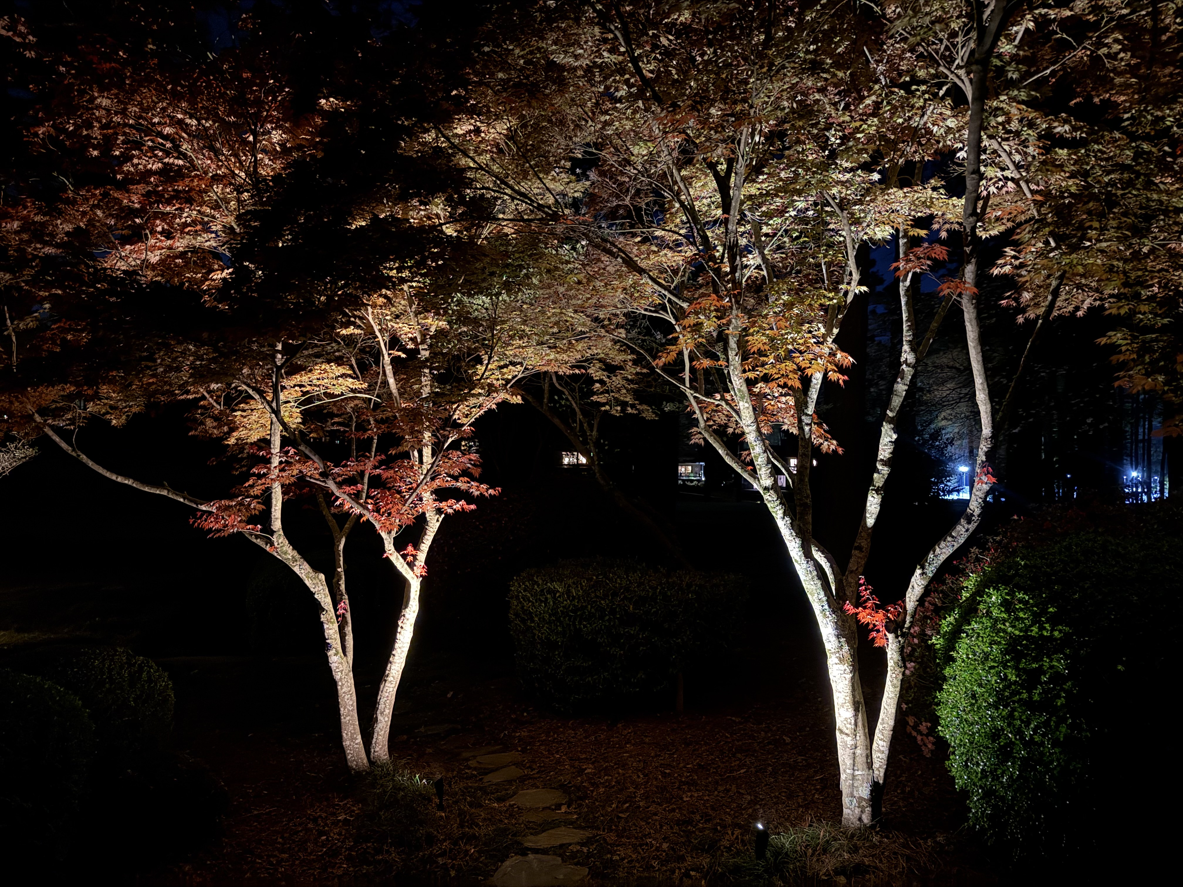Japanese maple landscape lighting, Apex NC