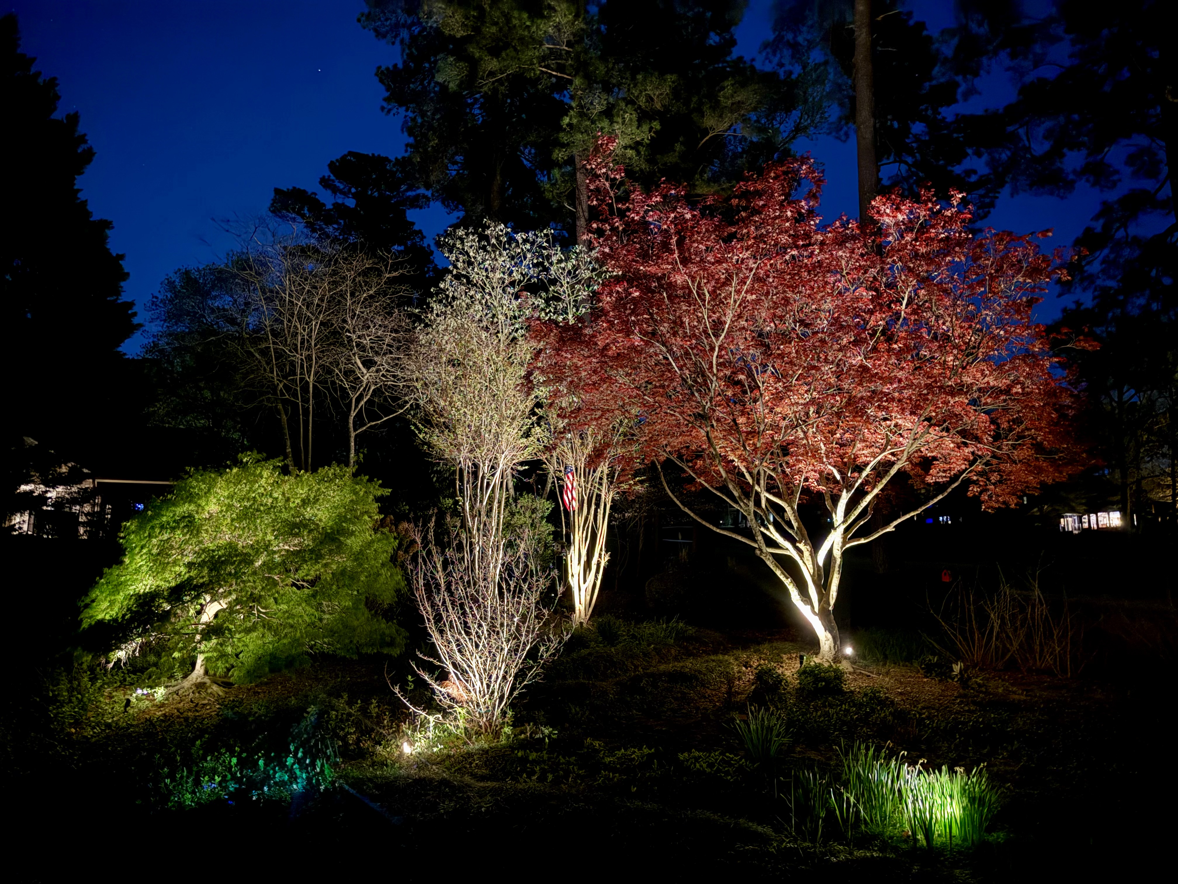 Specimen tree landscape lighting at dusk, Cary NC